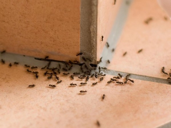 Pesky ants at home? Tips to keep your kitchen and home&nbsp;ants-free!